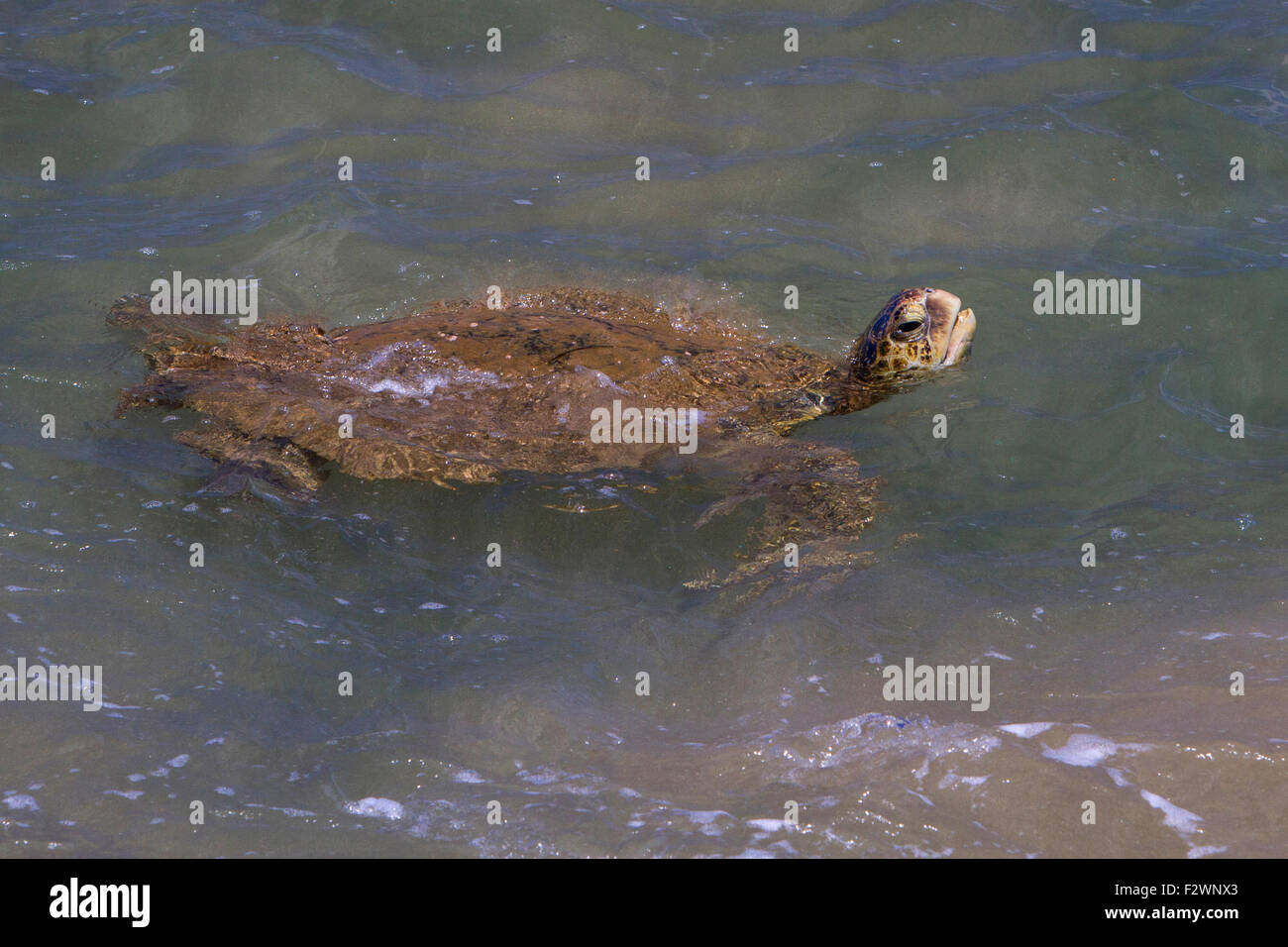 Green Sea Turtle (Chelonia mydas) swimming in the ocean close to shore at Kihei, Maui, Hawaii, in July Stock Photo