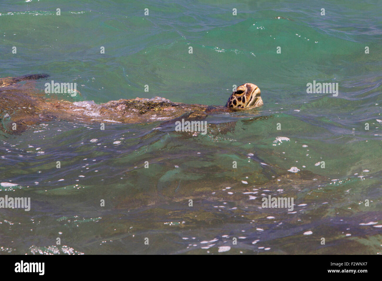 Green Sea Turtle (Chelonia mydas) swimming in the ocean close to shore at Kihei, Maui, Hawaii, in July Stock Photo