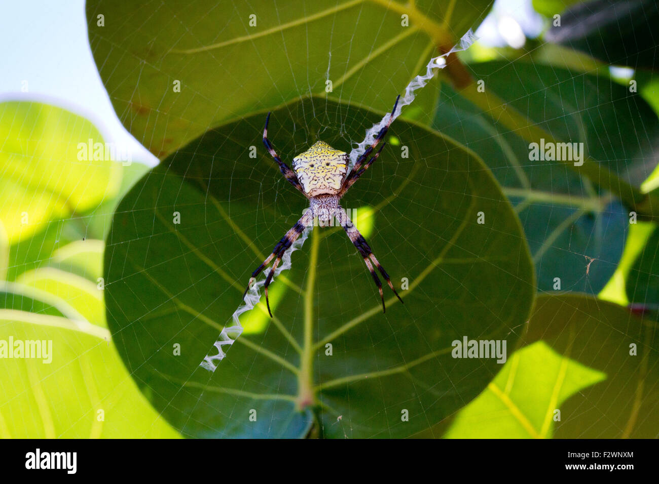 Hawaiian Garden Spider Argiope Appensa On Its Web In A Tree At