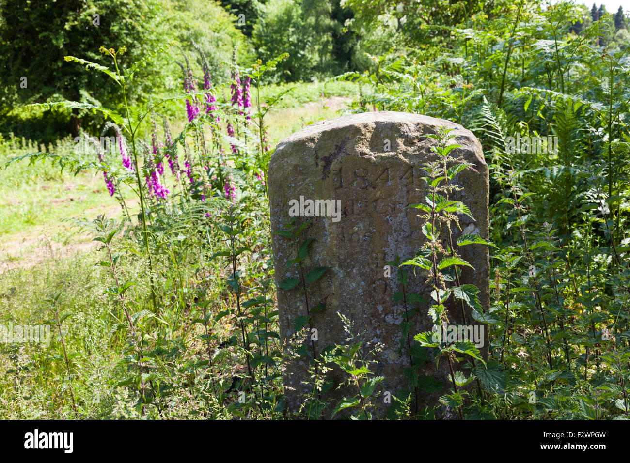 Foxgloves growing in the Forest of Dean at Viney Hill next to an 1844 boundary stone - Gloucestershire UK Stock Photo