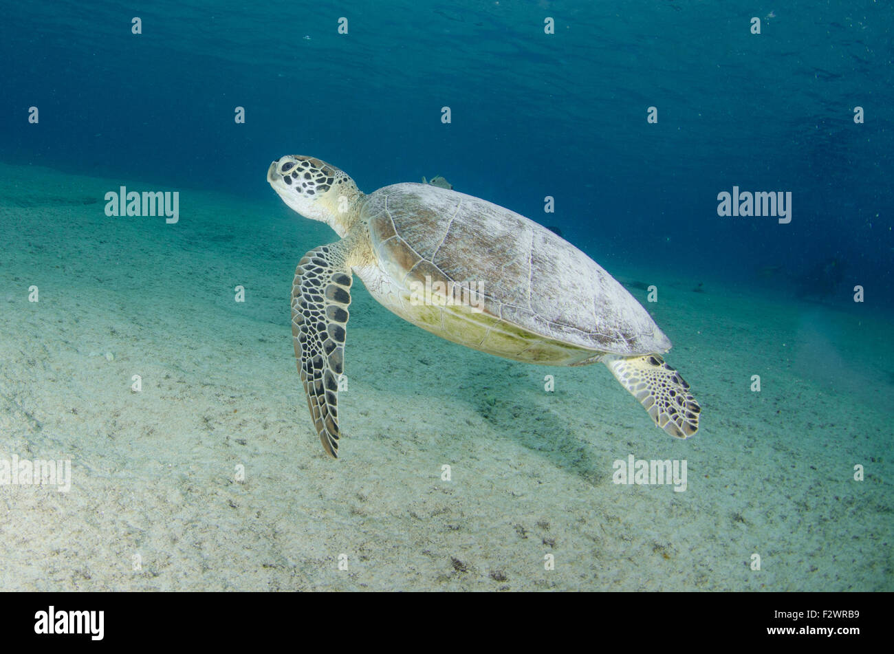 Turtle at Salt Pier, Bonaire. Stock Photo