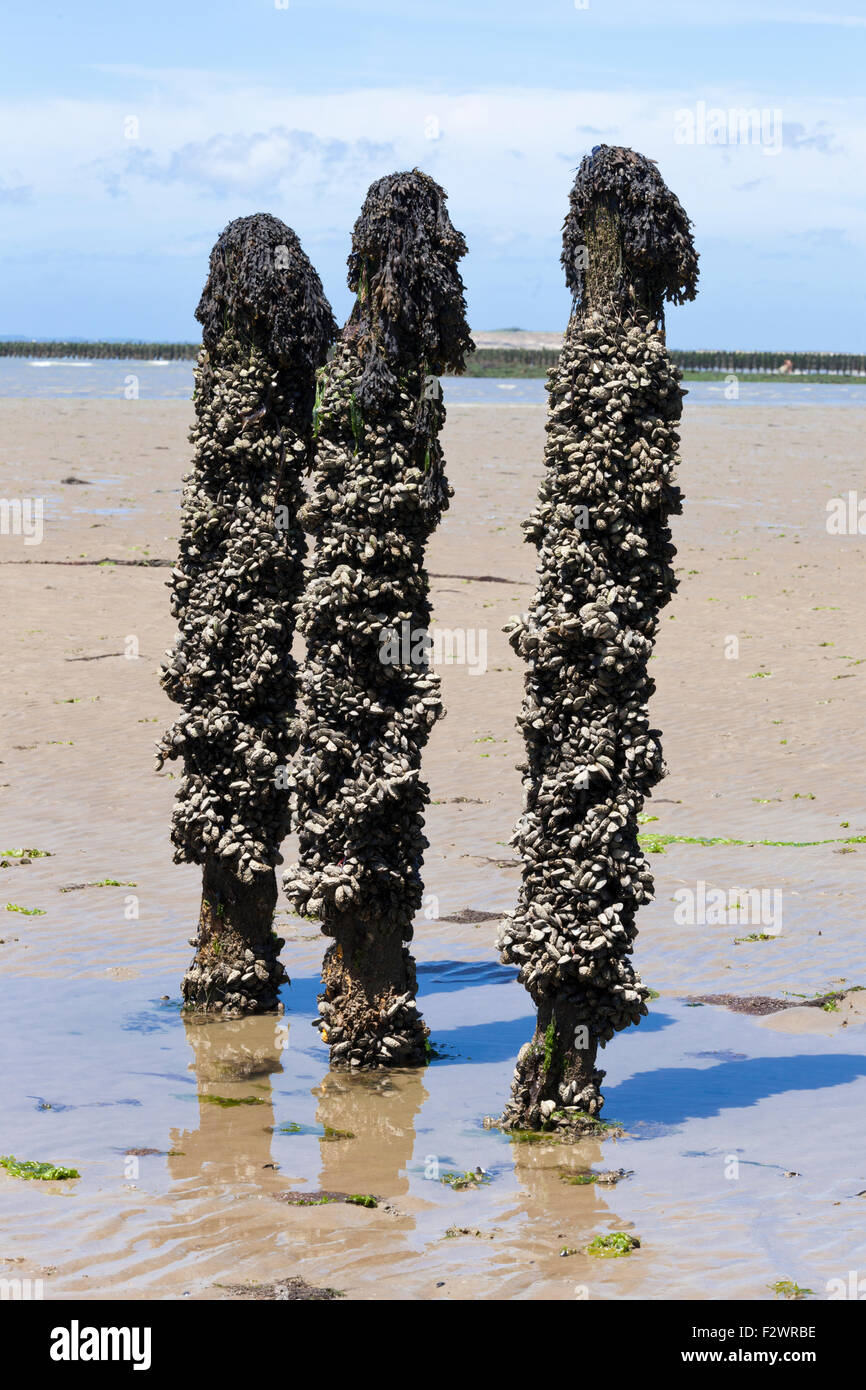 Mussel farming in Baie de Pen-Bé, Loire-Atlantique, France Stock Photo