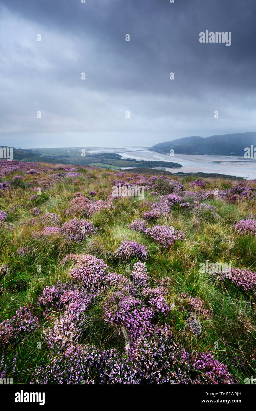 Heather on the slopes of Pared y Cefn hir, overlooking the Mawddach Estuary. Snowdonia National Park. Gwynedd. Wales. UK. Stock Photo