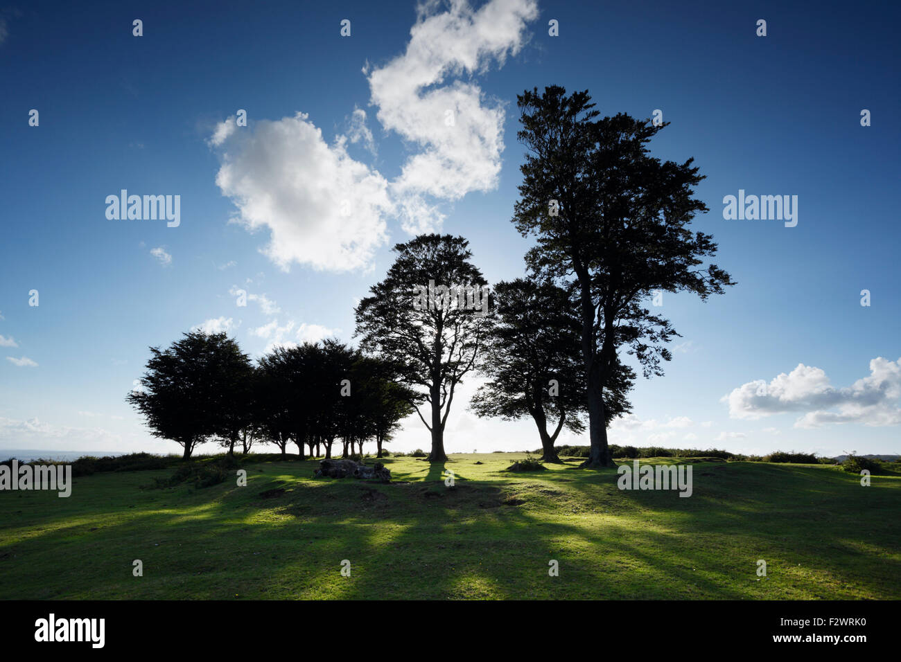Beech Trees (known as The Seven Sisters) on Cothelstone Hill. Quantock Hills. Somerset. UK. Stock Photo
