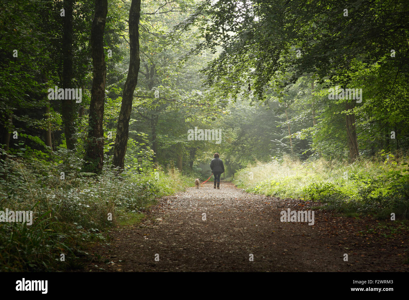Woman walking dog in Leigh Woods. Bristol. UK. Stock Photo
