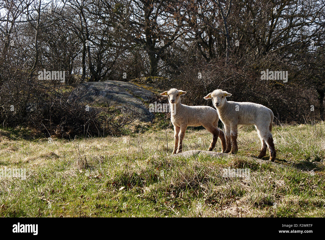 Two cute lambs Stock Photo