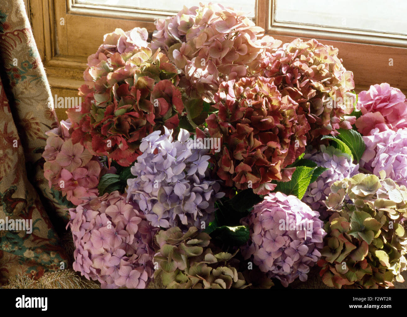 Close-up of a vase of hydrangeas Stock Photo - Alamy