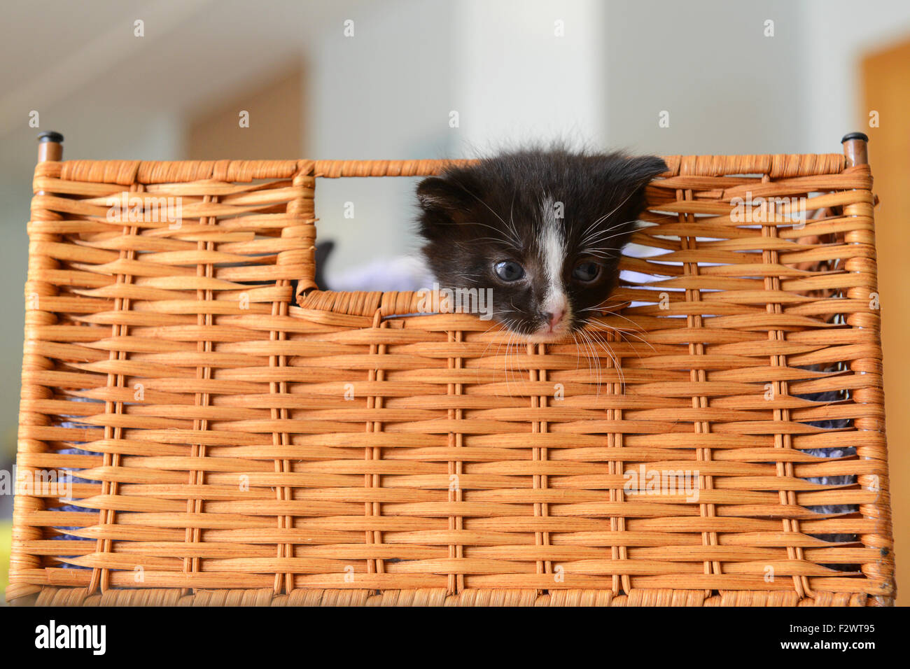 Inquisitive cute kitten peering out of basket kittens playfull cat uk Stock Photo