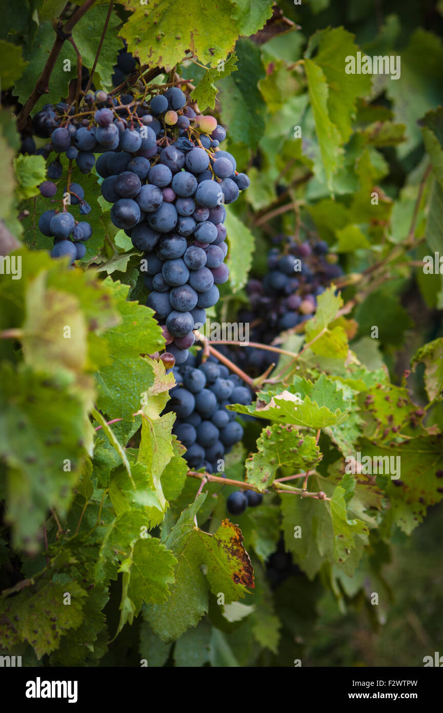 bunch of red grapes on the vine with green leaves Stock Photo - Alamy