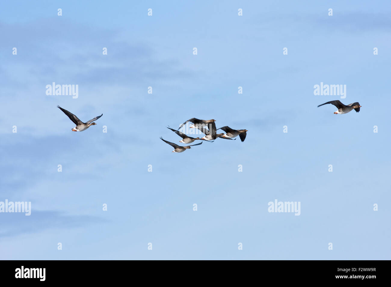Bean goose in formation, bird migration. Anser fabalis, in seasonal