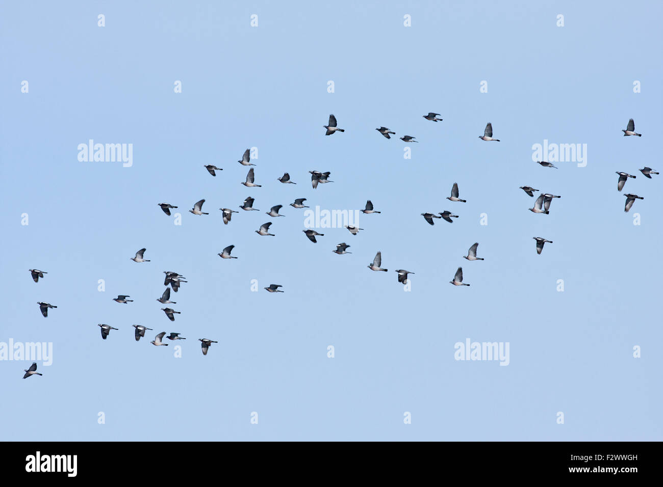 A flock of common wood pigeon in bird migration. Columba palumbus, in seasonal movement between