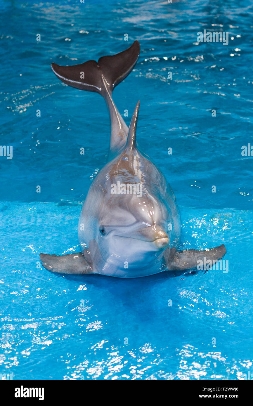 Captive Dolphin in show in Barcelona Spain Stock Photo