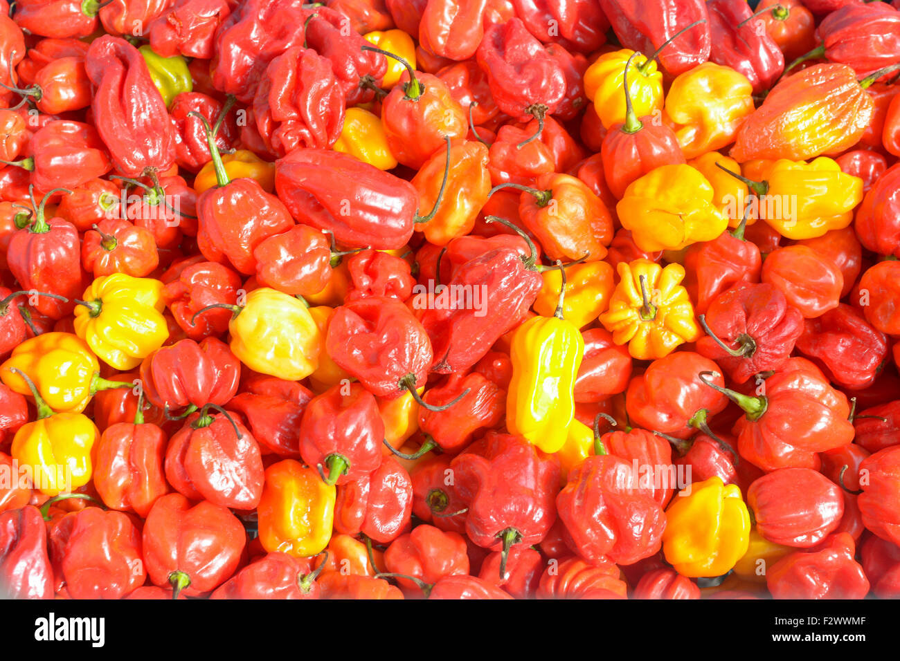 Super hot Scotch chilis (Capsicum Chinese)for sale in shop in