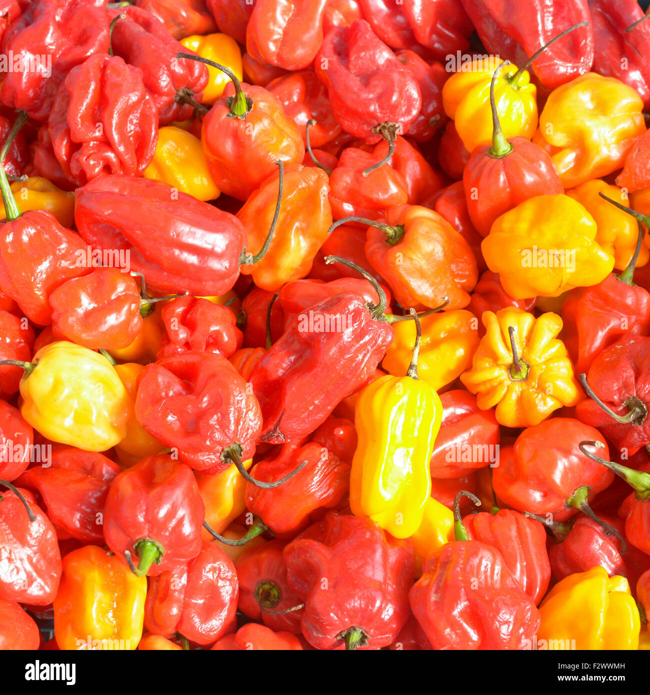 Bonney peppers hires stock photography and images Alamy