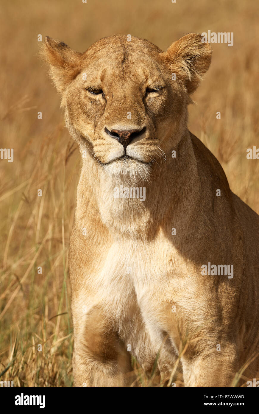 Portrait of a beautiful lioness in the African savannah photographed frontally Stock Photo