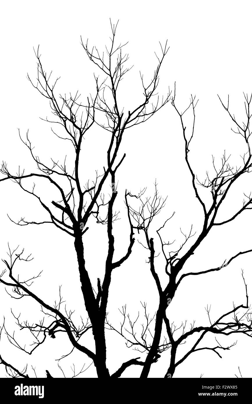 Branch tree isolated on white background Stock Photo Alamy