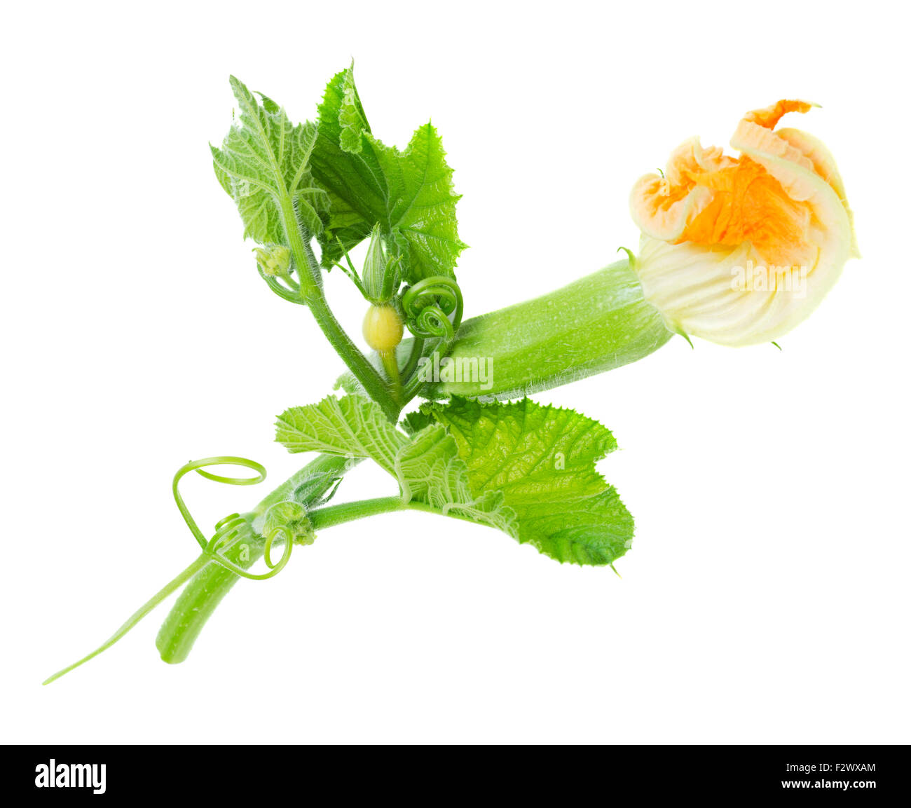 Fresh raw baby zucchini with flower and buds isolated on white