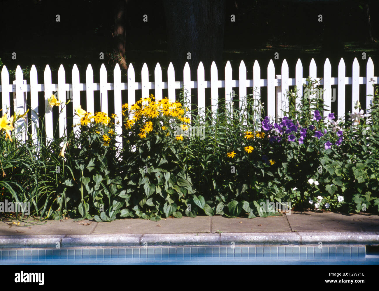 Yellow rudbeckia and blue campanula planted in front of a white picket fence Stock Photo