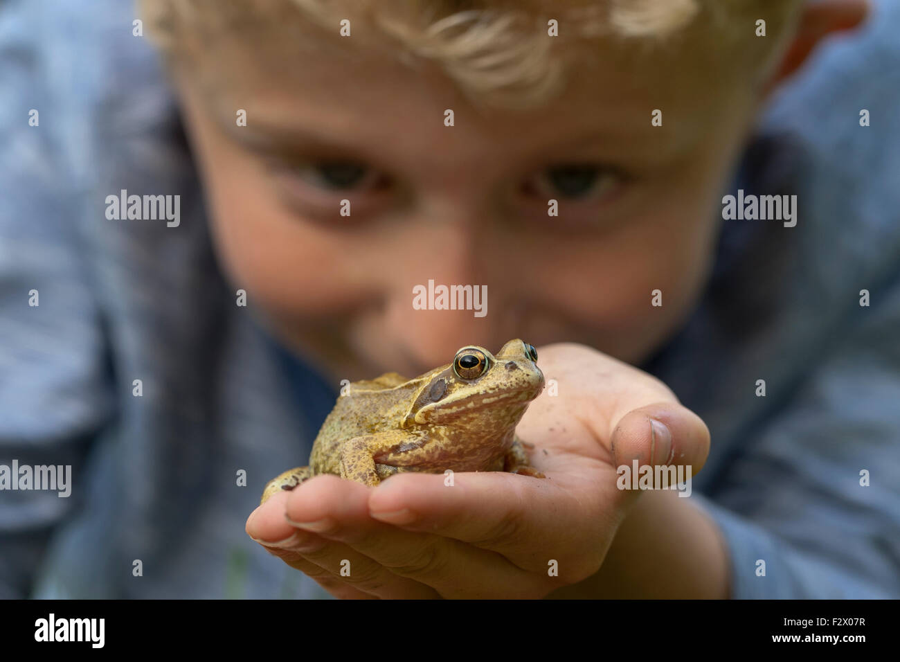 Close up of boy holding a common frog (Rana temporaria) in his hand Stock Photo