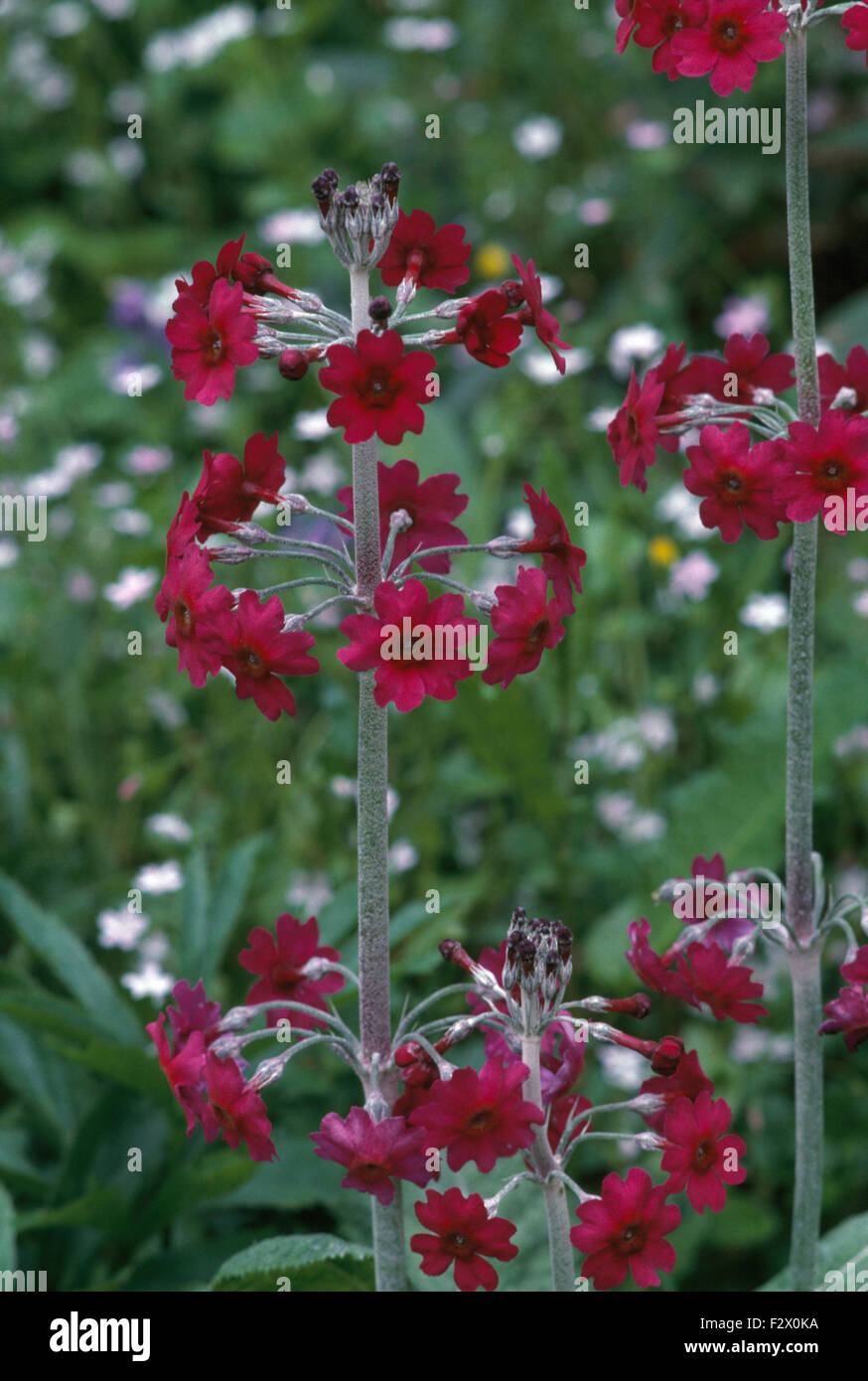 Close-up of a red Primula 'Bulleyana' Stock Photo