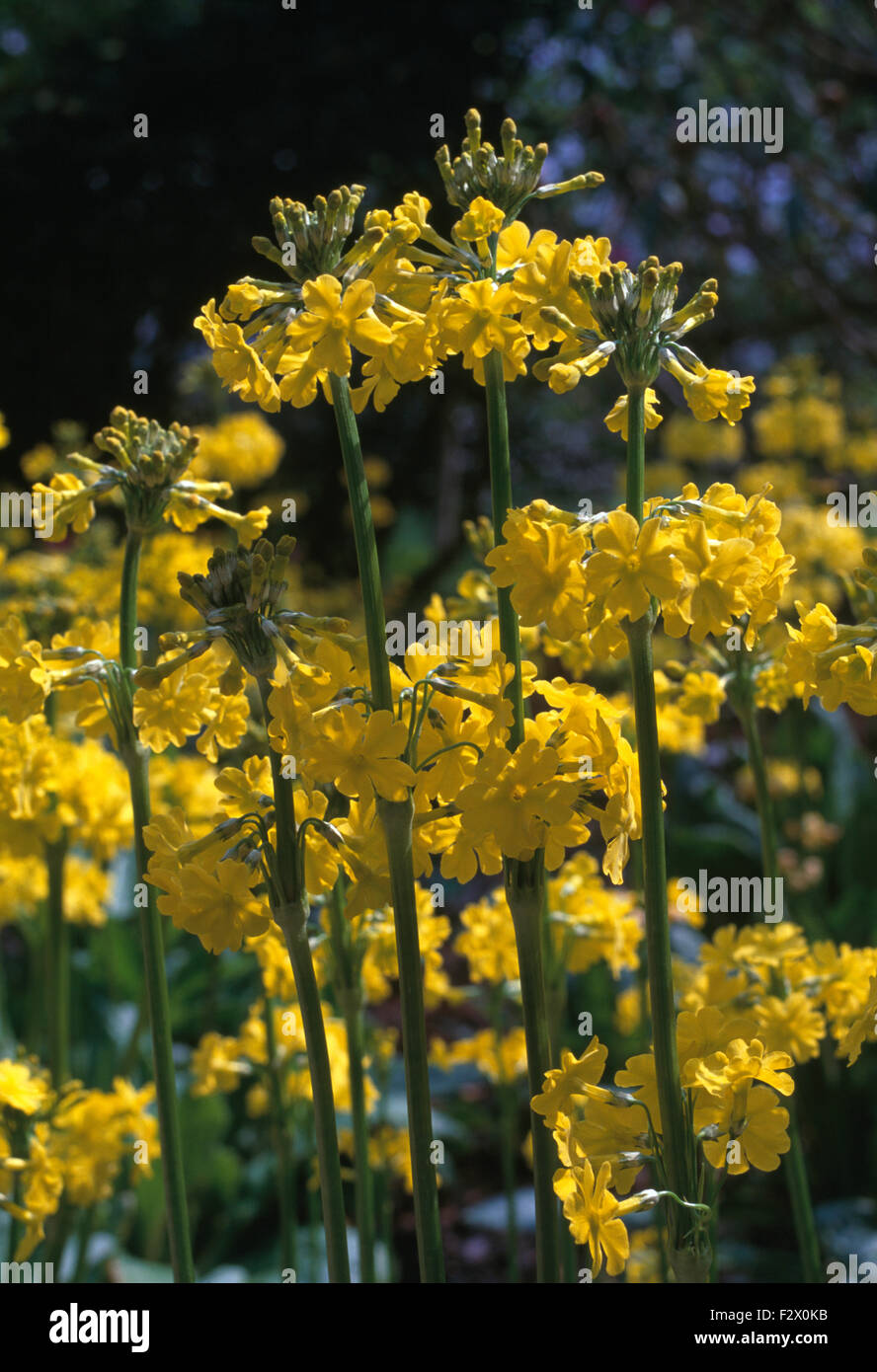 Close-up of yellow Primula 'Bulleyana' Stock Photo