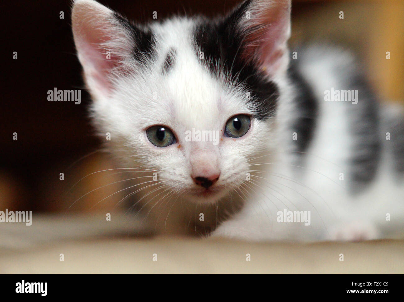 Cute White and Black Kitten with green eyes Close up of face Stock Photo