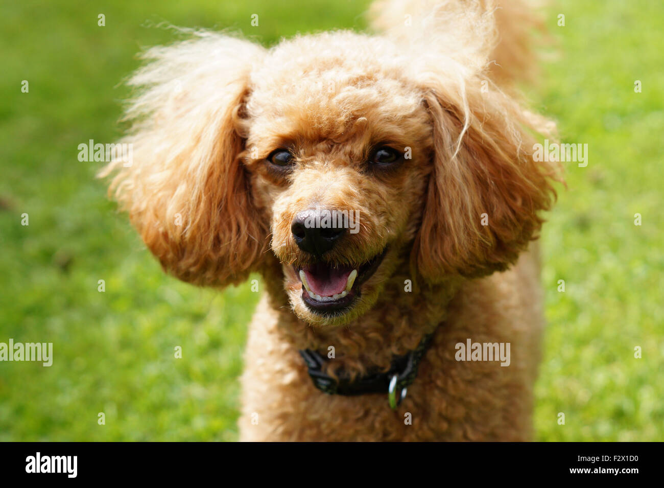 why do poodles smile