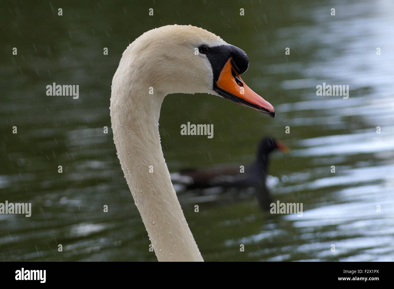 Duck with long neck hires stock photography and images Alamy