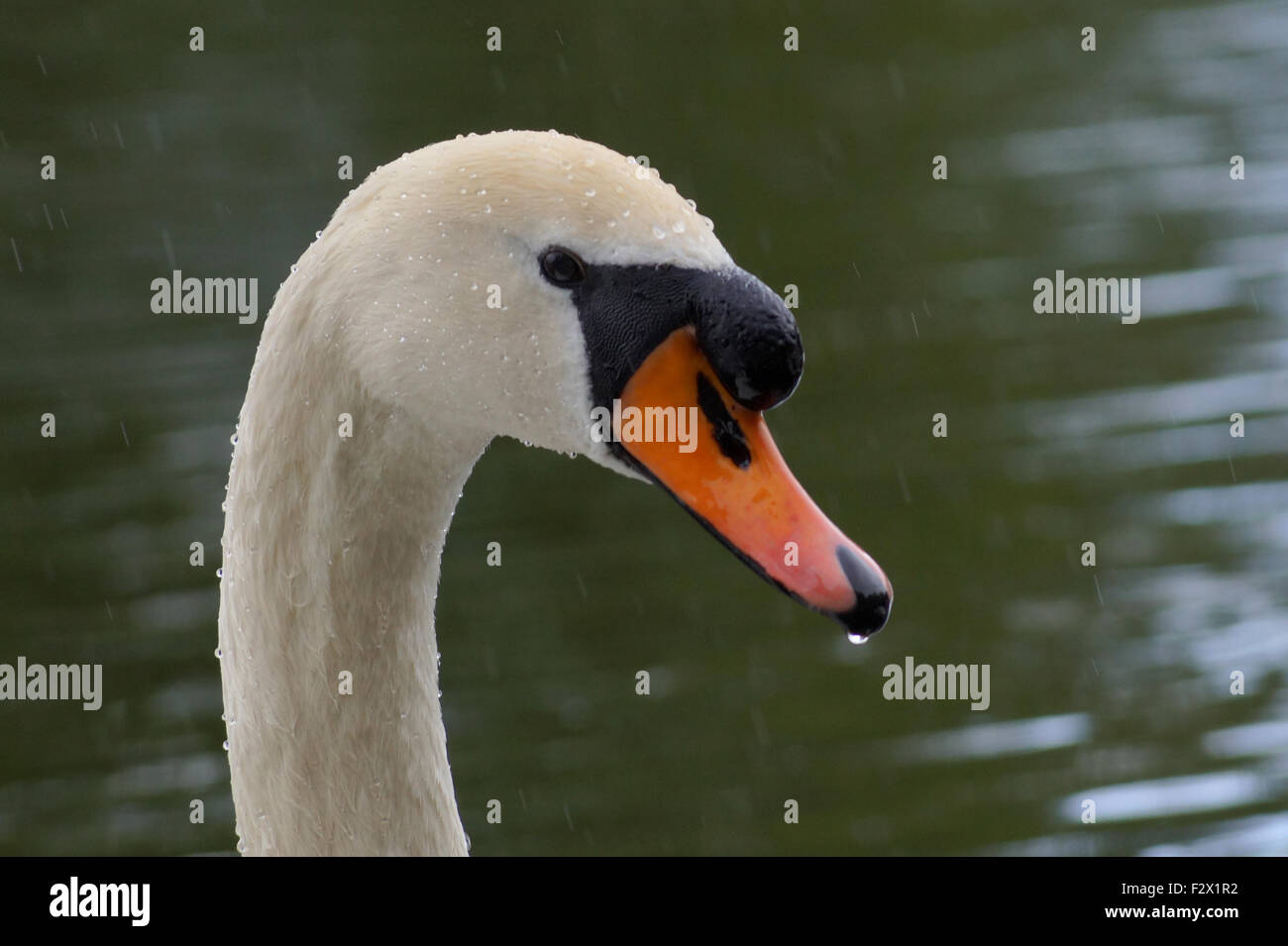 Side view of Swan, with eye looking at camera, long neck a in pond in the rain in Rouken Glen Park Stock Photo