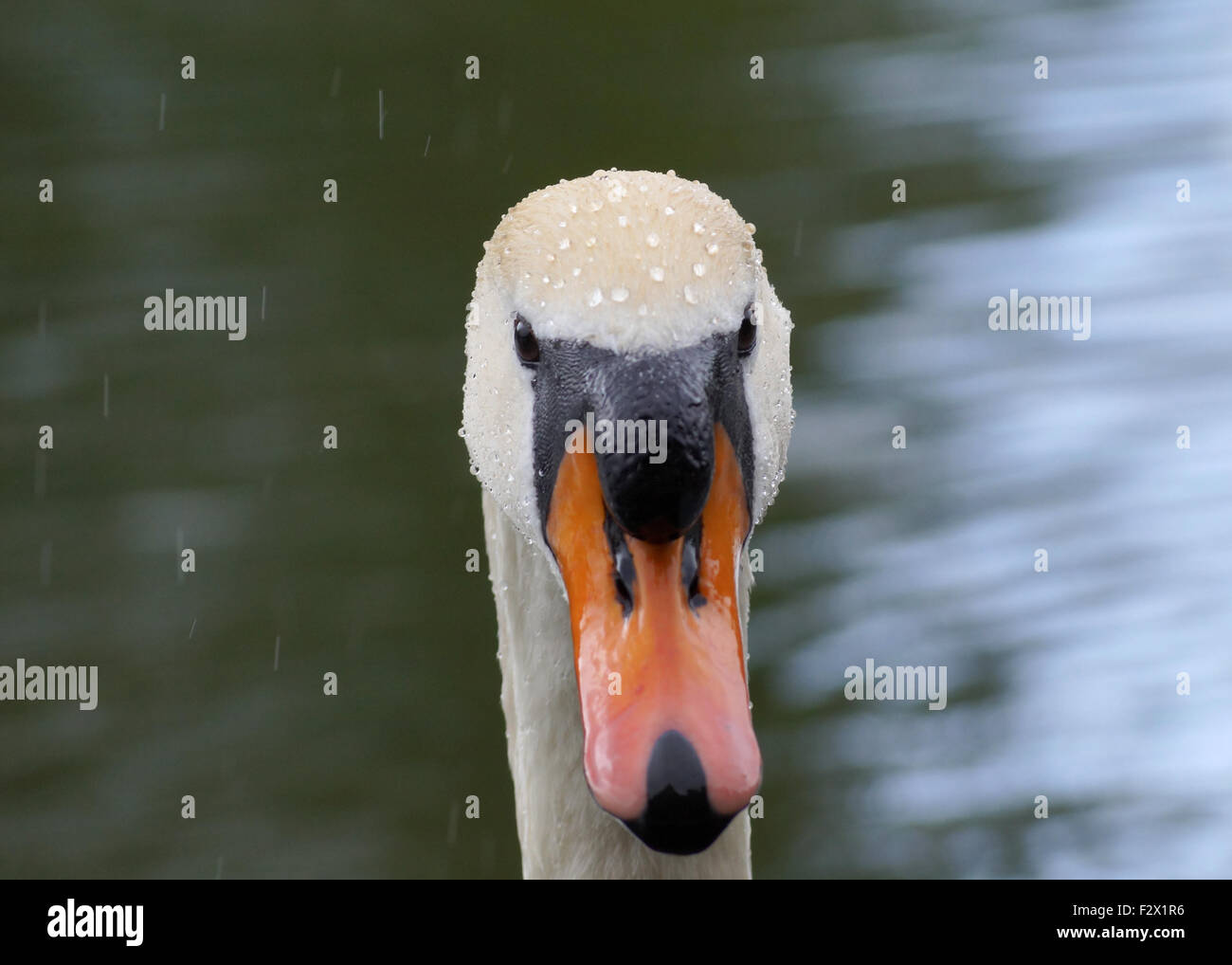 Swan with orange beak/ bill looking at camera in the Rain with rain drops in Rouken Glen Park Stock Photo