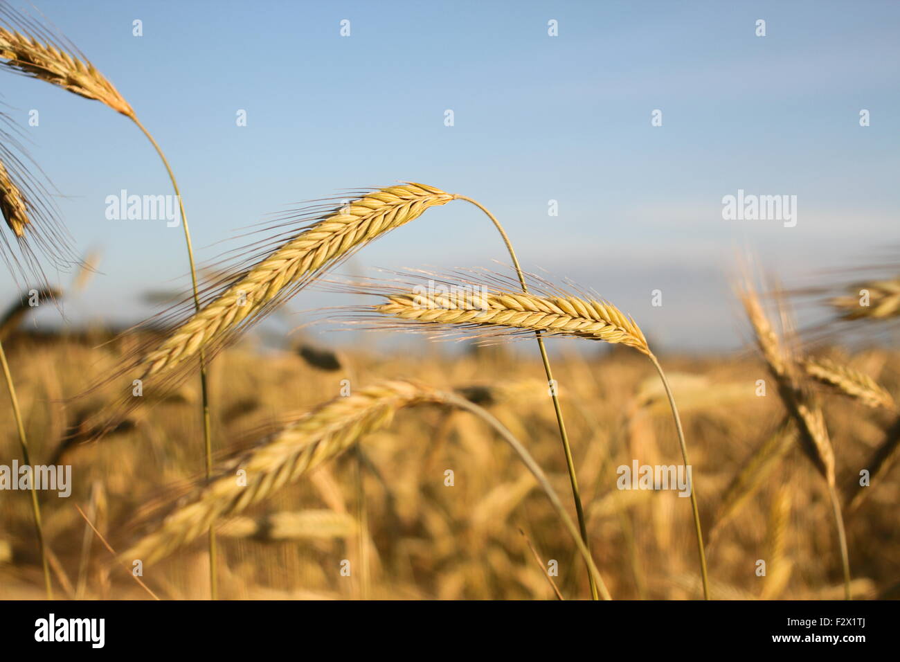 Golden ears of wheat on the field, against a blue sky Stock Photo - Alamy
