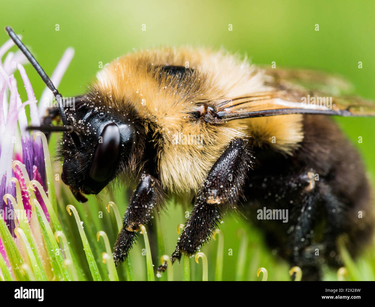 Bumblebee extracts pollen from brightly colored flower Stock Photo