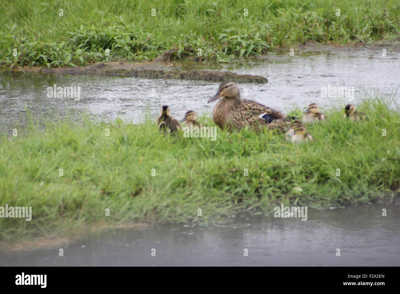 A Mallard hen in the grass beside a small pond with a brood of ducklings. Stock Photo
