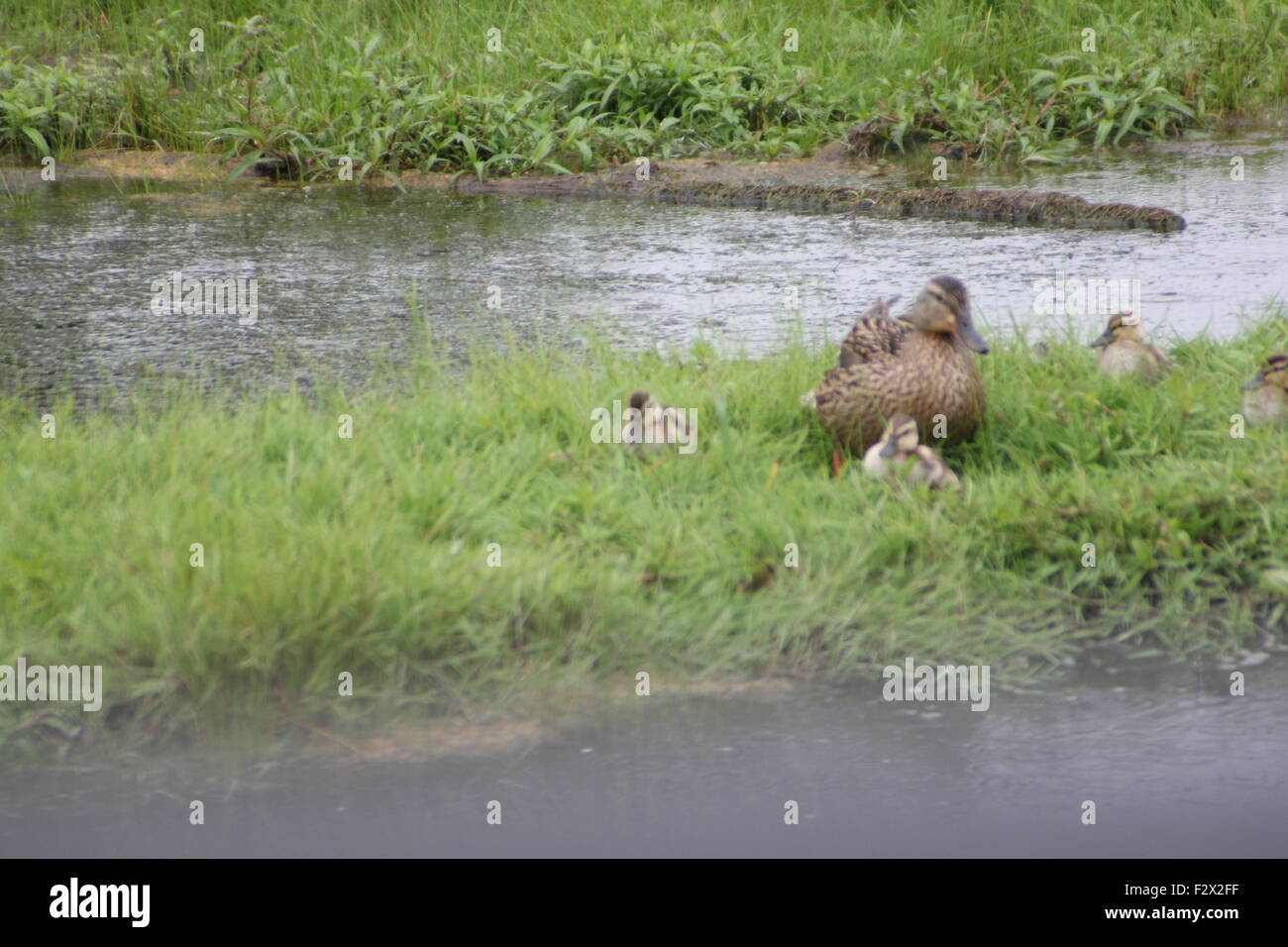A Mallard hen in the grass beside a small pond with a brood of ducklings. Stock Photo