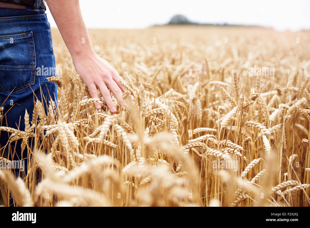 Farmer Walking Through Field Checking Wheat Crop Stock Photo