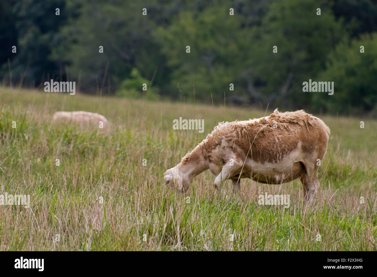 A lone, shaggy sheep grazes placidly in a meadow of wild grass with a forest behind it in late summer Stock Photo