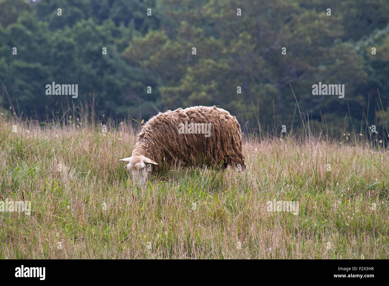 A lone, shaggy sheep grazes placidly in a meadow of wild grass with a forest behind it in late summer Stock Photo