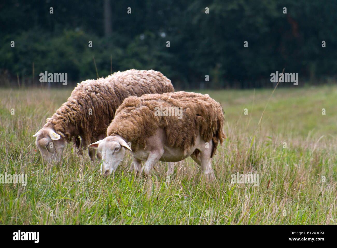 Shaggy mountain sheep graze peacefully together in a meadow of wild grass with a forest behind it in late summer Stock Photo