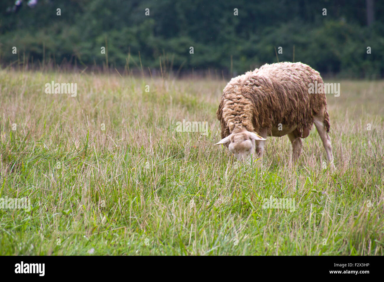 A lone, shaggy sheep grazes placidly in a meadow of wild grass with a forest behind it in late summer Stock Photo