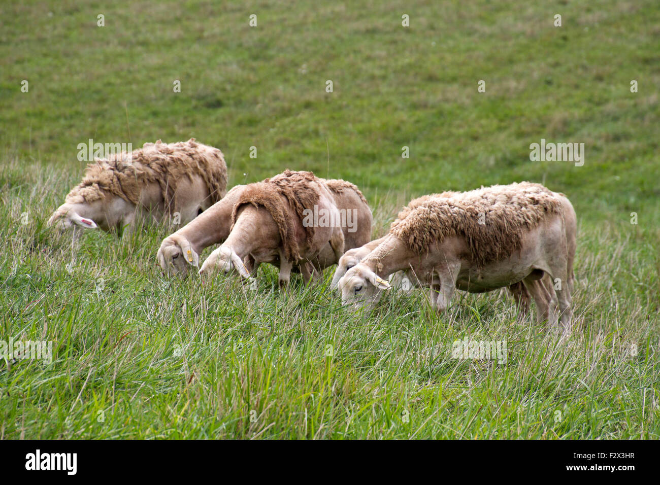 Shaggy sheep graze peacefully together in a mountain meadow of wild grass with a forest in the background in late summer Stock Photo