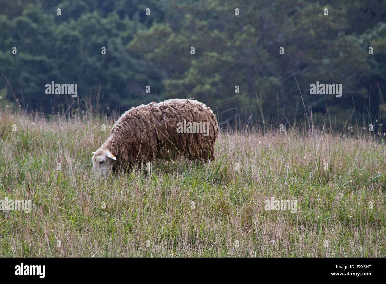 A lone, shaggy sheep grazes placidly in a meadow of wild grass with a forest behind it in late summer Stock Photo