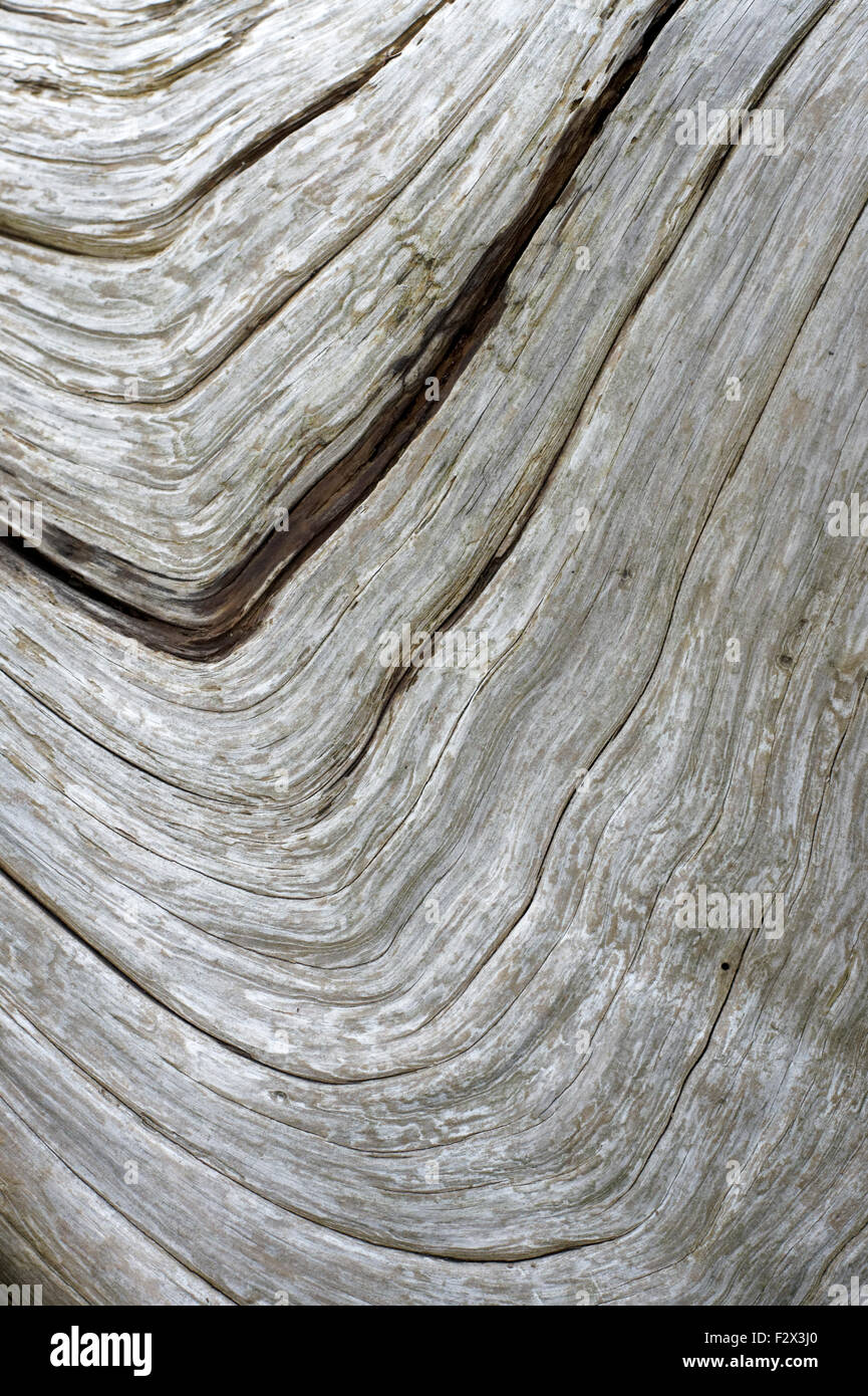 Closeup of flow patterns in a piece of driftwood Stock Photo