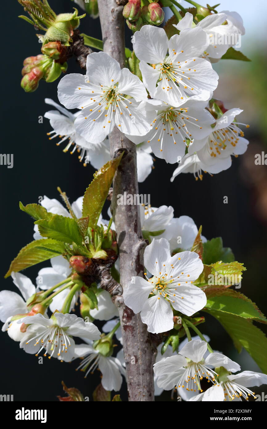 Close up shot of Lapins cherry flowers on a tree Stock Photo
