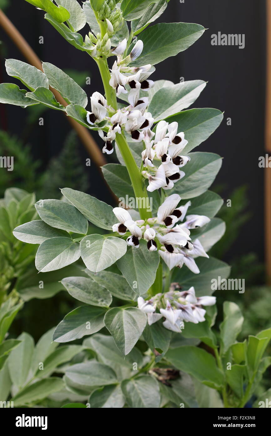 Vicia faba bean plant Stock Photo