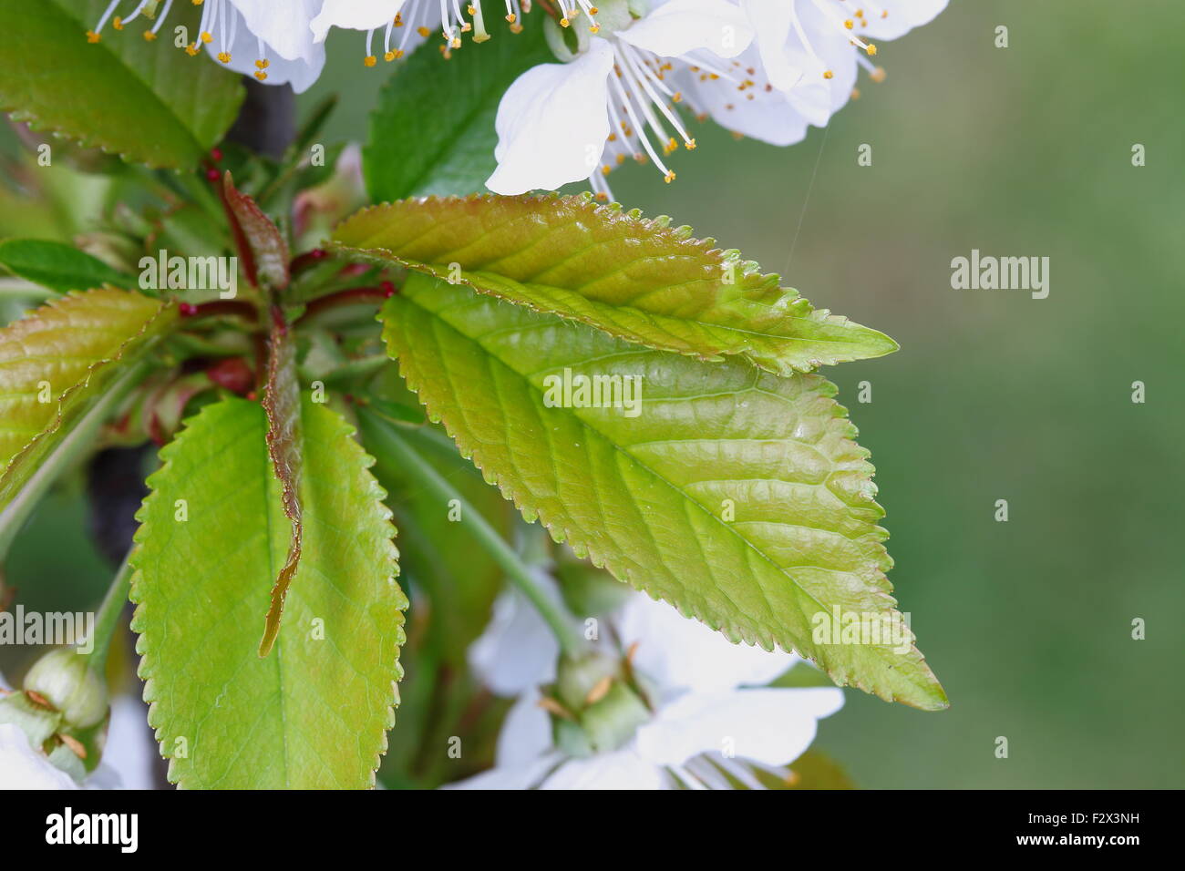 Young cherry leaves hi res stock photography and images Alamy