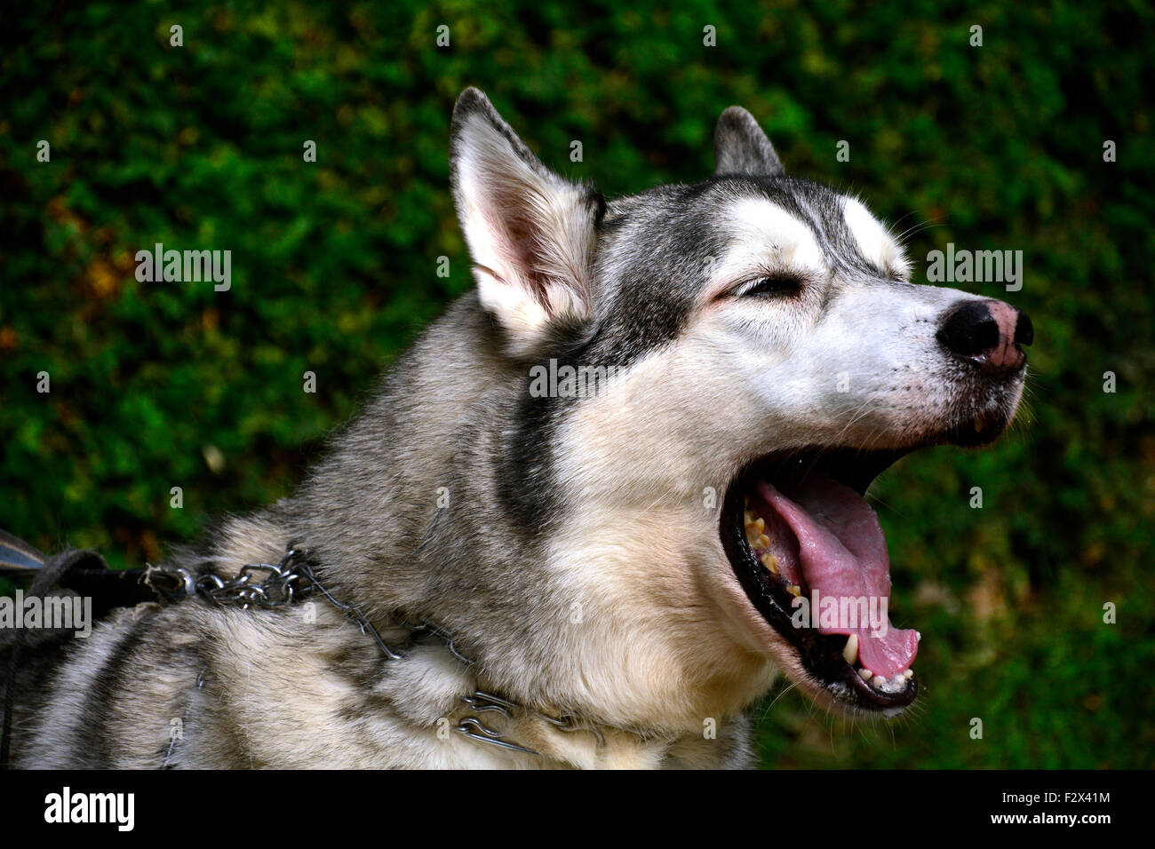 Are Huskies Just Mouthy