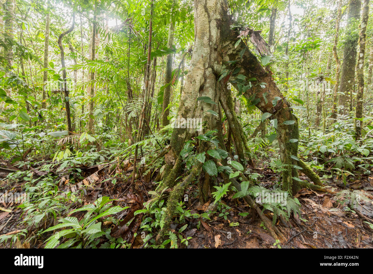 Cecropia tree, a secondary forest species, with stilt roots. In the Ecuadorian Amazon. HDR image Stock Photo