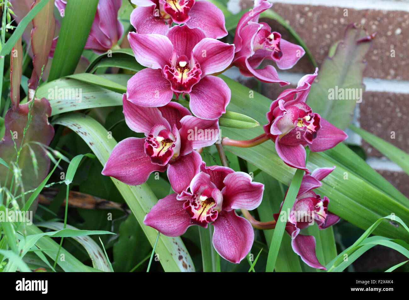 Close up of Red Cymbidium Orchids Stock Photo