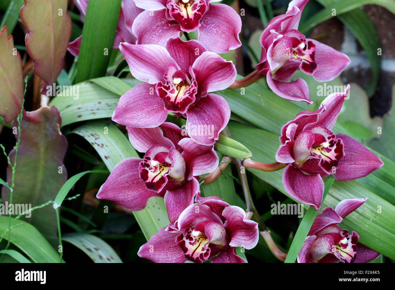 Close up of Red Cymbidium Orchids Stock Photo