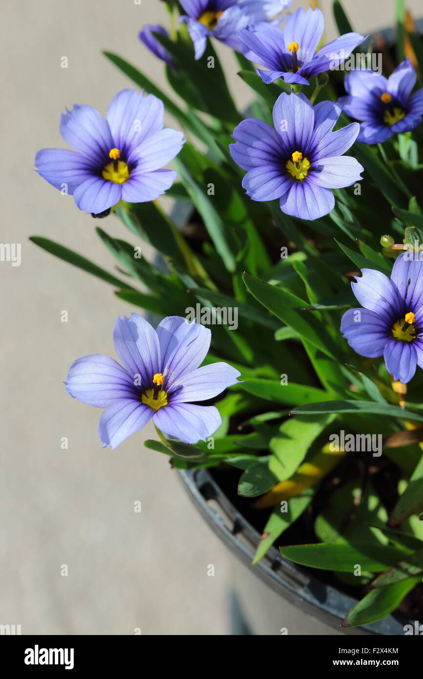 Sisyrinchium bellum or also known as Blue-Eyed Grass Stock Photo